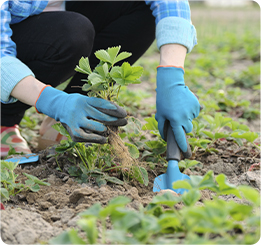 pessoa com luvas segurando uma planta em uma mão e na outra uma pequena pá de jardinagem, agachada fazendo jardinagem.